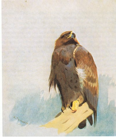 Golden Eagle Studies by Archibald Thorburn